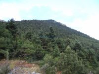 Achaia - Kalavrita - Kastria - Off Road - Pine Forest