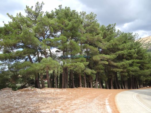 Achaia - Kalavrita - Black Pine on route to Agia Lavra Monastery