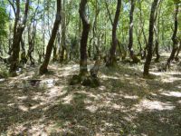 Achaia - Agrabela - Forest Recreation Area
