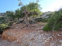 Dodecanese - Agathonisi - Path to Gaidouravlako