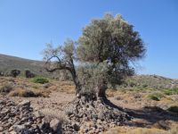 Argosaronikos - Aegina - Ancient Olive Grove