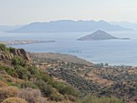 Aegina -Tzikides