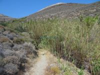 Cyclades - Anafi - Sea Path - Reeds