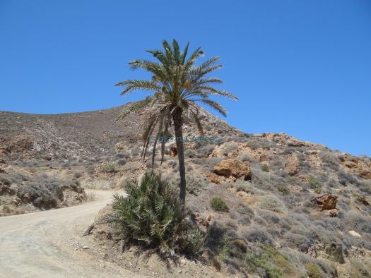Cyclades - Anafi - Palm Tree