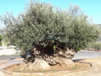 Koutroufa Perennial Oil Tree