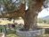 Agios Georgios - Centenarian Oak - Perthori