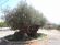 Koutroupha - Perennial Oil Tree