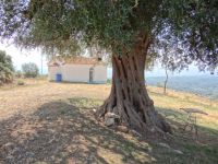 Arkadia - Agioneri - Profitis Ilias - Perennial Oil Tree