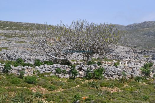 Dodecanese - Chalki - Tree In the path