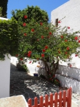 Flowered yard at the village of Chora, Folegandros