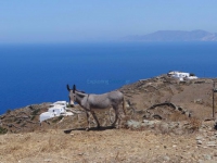 Donkey and on the background rural houses in Ano Meria, Folegandros