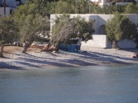 Tamarisk trees, pebbles and sand at the beach Karavostasis