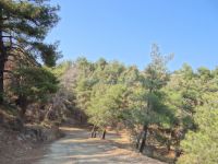 Dodecanese - Leros - Forest Path