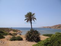 Dodecanese - Leros - Gourna - Palm Tree in the Beach