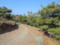 Dodecanese - Leros - Forest Path