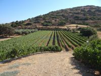 Dodecanese - Lipsi - Vineyards