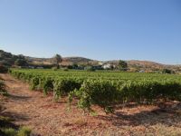 Dodecanese - Lipsi - Wine Roads