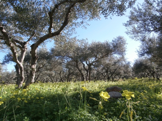 Olive plantation view