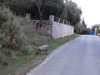 Small pig outside of Karvellas