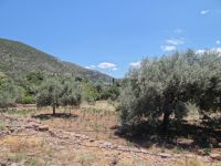 Methana - Olive Trees