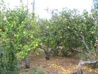 Galatas - Lemon Trees