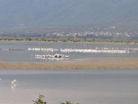 Hundreds of birds on the surface of the Kerkini Lake and in the background villages at the foot of Mount Belles