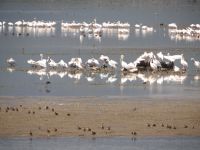 Πελαργοί, κορμοράνοι, ερωδιοί και δεκάδες άλλα πουλιά στην επιφάνεια της λίμνης Κερκίνης