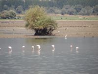 Sunken trees and herons on the Kerkini lake and in the distance buffaloes