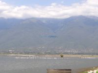 Thousand of birds at the Kerkini Lake and in the background the Mount Belles