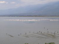Χιλιάδες πουλιά στη λίμνη Κερκίνης και στο βάθος το όρος Μπέλες