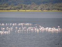 The guest will see dozens of herons on the Kerkini Lake
