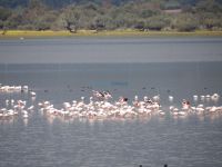 Storks, cormorants, herons and dozens of other birds on the surface of Kerkini Lake