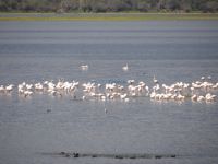 Storks, cormorants, herons and dozens of other birds on the surface of Kerkini Lake