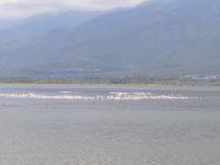 Thousand of birds at the Kerkini Lake and in the background the Mount Belles