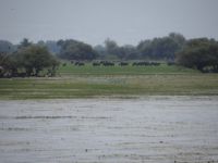 Buffaloes at the Kerkini wetland