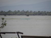 Χιλιάδες πουλιά στον υδροβιότοπο της λίμνης Κερκίνης