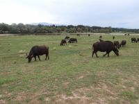 Buffaloes at the bridge of Strymonas river close to Vironeia village