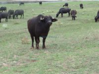 The largest population of buffaloes in Greece lives around the Strymonas River and Kerkini Lake