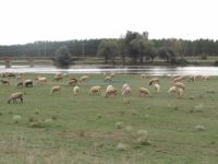Sheep grazing in meadows next to the bridge of Strymonas River