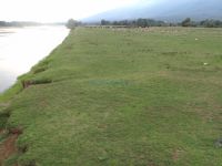 Buffaloes and sheep on the banks of Strymonas river