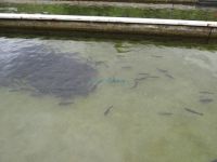 The tanks in the fish hatchery in Agistro, Serres are filled with trouts