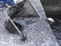 The trouts are transferred with nets in the fish hatchery in Ano Poroia