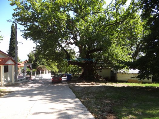 The village Platanakia is full of high plane trees