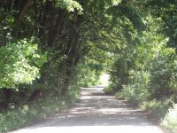 Πυκνά δέντρα και δροσιά στον εγκαταλελειμμένο πια οικισμό Ανω Καστανούσσα