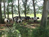 Herd of cows in a forest near the Kerkini lake