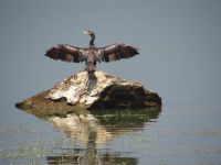 Cormorant with open wings in the Kerkini Lake in Serres