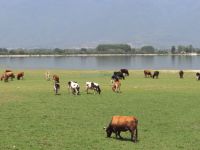 Αγελάδες βόσκουν αμέριμνες δίπλα στη λίμνη Κερκίνη