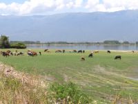 Αγελάδες βόσκουν μπροστά στη λίμνη Κερκίνη και στο βάθος φαίνεται το βουνό Μπέλες