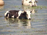 Cows immersing in the waters of the Kerkini lake to cool