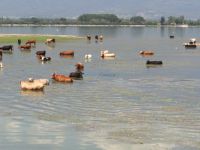 Αγελάδες βυθίζονται στα νερά της λίμνης Κερκίνης για να δροσιστούν